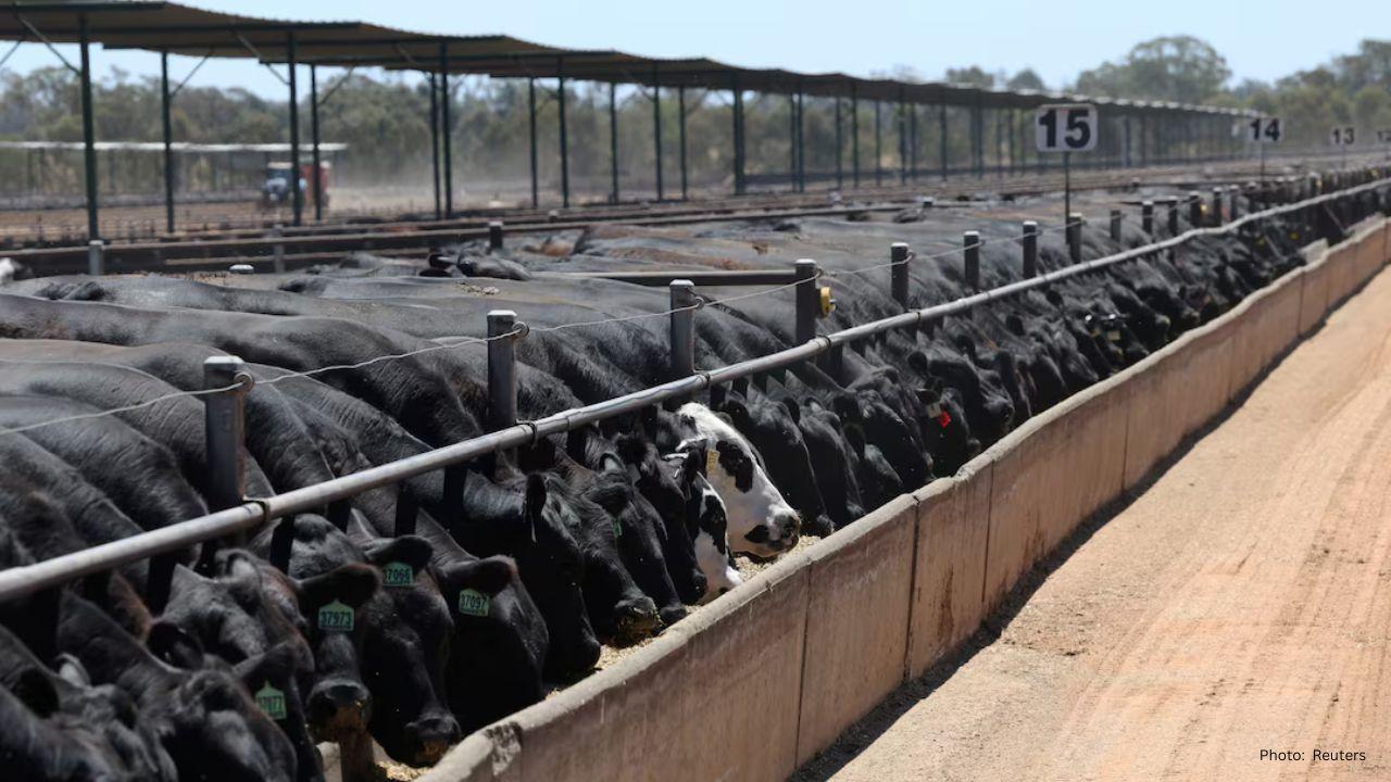 Australia Boosts Grain-Fed Beef Exports as U.S. Output Declines